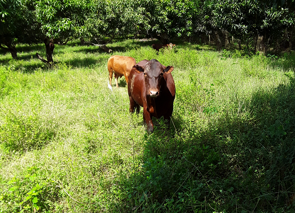 Charela Inn Farm Cows
