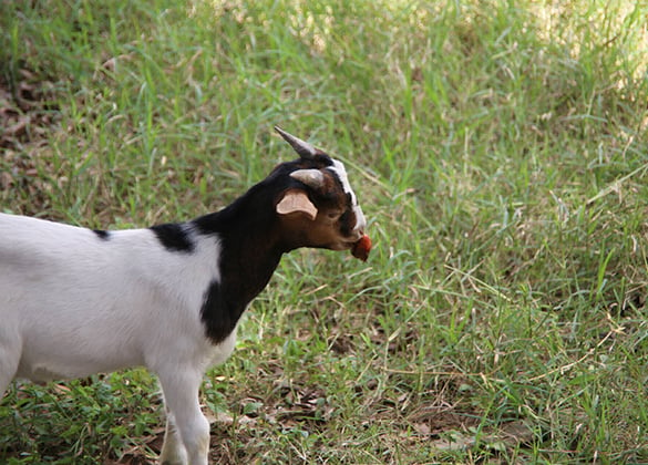 Charela Inn Farm Goat